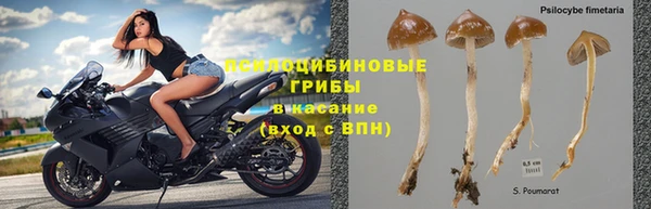 шишки Беломорск
